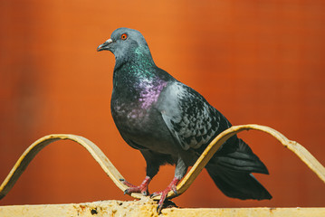 a curious pigeon sits on a metal painted fence in the form of a wave against a red blurred background
