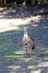 Egyptian goose in the park