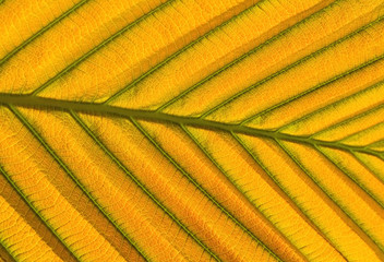 Orang and green leaf pattern on morning light use for background