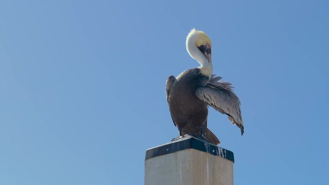 Pelican sits on a concrete pillar against a clear blue sky without clouds, Closeup, Copy Space. Brown pelican sits and scratches on a concrete ocean barrier. Wet Pelican cleans feathers in wings. 4K