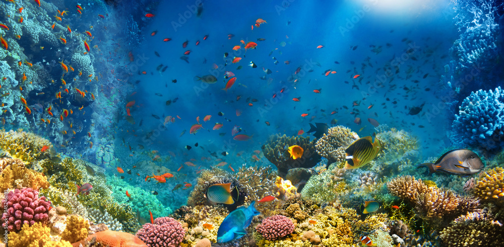 Wall mural underwater world. coral fishes of red sea. egypt - Wall murals