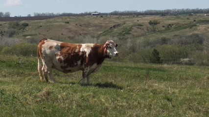 cows grazing in a field