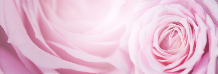 Beautiful flower background / wallpaper made with color filters effect.