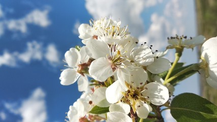 Obraz premium apple tree blossom