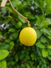 lemon on a branch