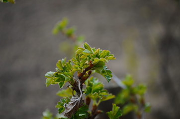 close up branch with young leaves and thorns of bush gooseberry growing in soil in garden in spring sunny day. copyspace