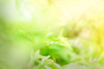Fototapeta na wymiar Abstrct defocused waterdrop on colorful green yellow fern leaf blurred bokeh background