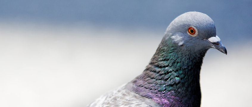 hato
