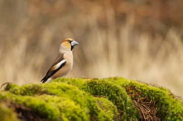 Sperber  (Accipiter nisus)