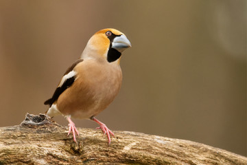 Sperber  (Accipiter nisus)