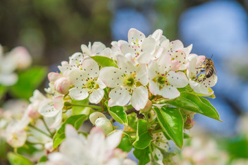 Apple flowers with white and rose petals