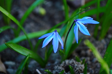 Obraz premium small blue spring flowers in a forest