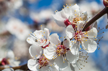 Apricot flowers with white and pink petals