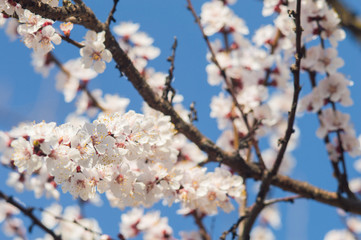Apricot flowers with white petals