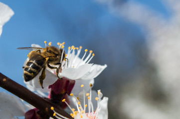 Bee collecting pollen from an apricot flower