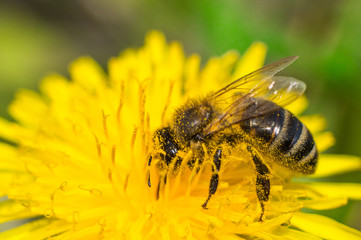 Bee collecting pollen in dandelion