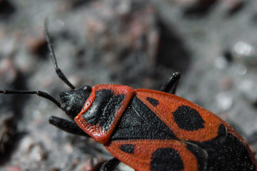 Beetle soldier or firebug in macro with blurred background. Eyes, head in focus and body in red and...