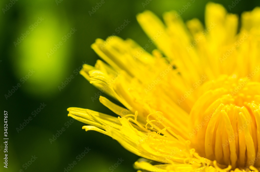 Wall mural dandelion with yellow petals in macro