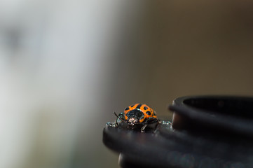 Bug with orange body and black dots in macro.