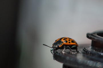 Bug with orange body and black dots in macro.