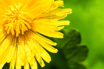 Dandelion with yellow petals in macro