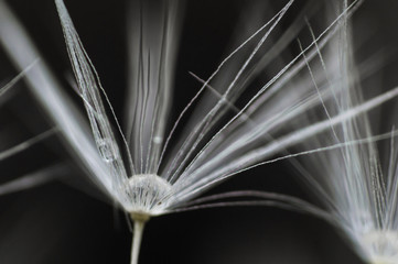 Fluff of dandelion with drop of water in center