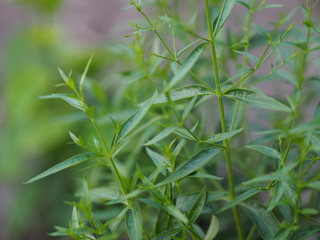 Obraz premium King of bitters scientific name Andrographis paniculata Burm, Wall. Ex Nees, Fah Talai jhon, Thai herbs relieve sore throat, reduce fevergreen leaves vegetable nature protect coronavirus, covid-19