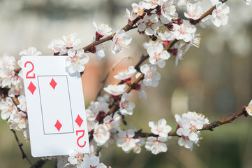 Playing card in apricot flowers