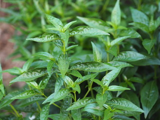 King of bitters scientific name Andrographis paniculata Burm, Wall. Ex Nees, Fah Talai jhon, Thai herbs  green leaves vegetable nature protect coronavirus, covid-19
