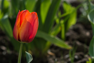 Tulips closeup with red an yellow petals and green leaves