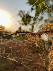 spider web with dry tree in forest