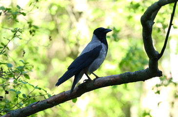 A crow on a tree branch among spring green sprouts