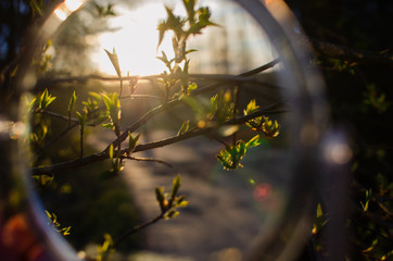 reflection in the mirror branches
