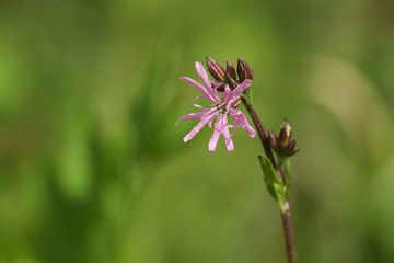 A pretty Ragged-Robin flower, Lychnis flos-cuculi, growing in a meadow in spring.