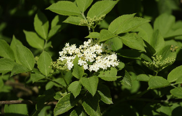 The flowers and leaves of an Elder Tree, Sambucus nigra, in springtime in the UK. 