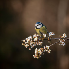 Image of Blue Tit bird Cyanistes Caeruleus on branich in Spring sunshine and rain in garden
