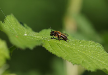 A bee resting on a leaf in spring in the UK. 