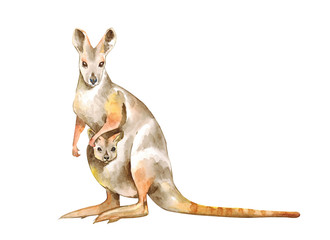 Watercolor illustration of a kangaroo. Realistic Kangaroo. Animals of Australia. Isolated on white background.Kangaroo and the kid watercolor.
