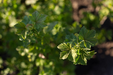Green currant leaves in the garden