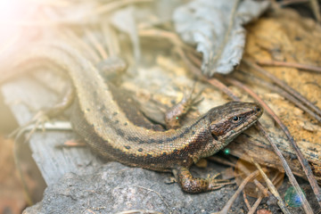 A lizard hid among stones and rotten remains of a tree in a forest