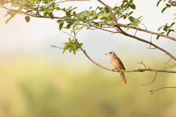 bird on a branch eating 