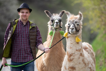 Junger Mann führt zwei Lamas