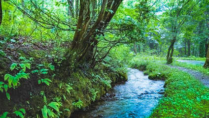 兵庫県・但馬地方の植物園、高原の風景