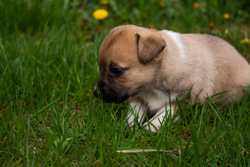 puppy in grass