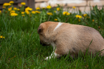 Fototapeta premium puppy in grass