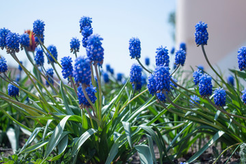 blue flowers in the grass closeup MUSCARI Mouse hyacinth
