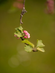 Blooming apple tree branch with pink petals