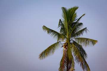 Fototapeta na wymiar View of coconut tree with sky background