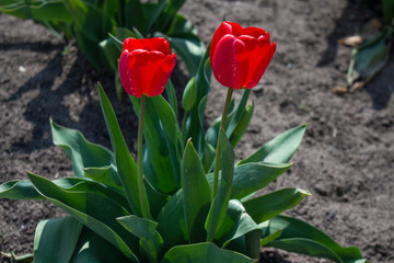 red tulips in the garden