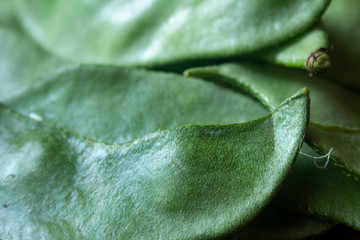 Close view of indian broad bean (also known as Vicia faba) which is rich in protein.